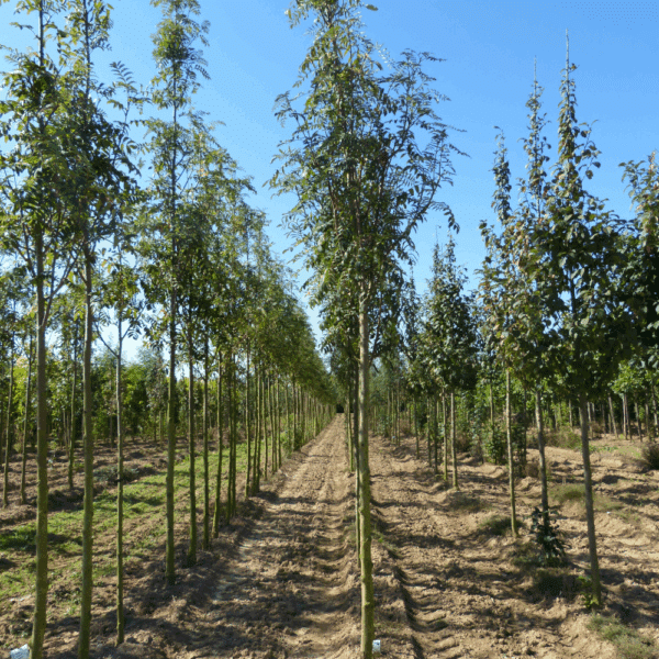SORBUS aucuparia 'Edulis' – Image 2