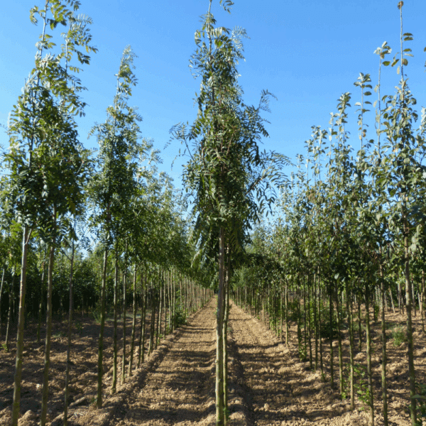 SORBUS aucuparia 'Edulis' – Image 5
