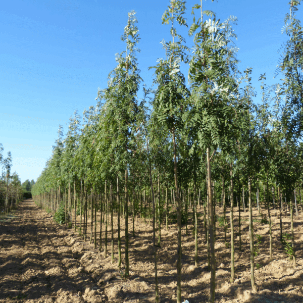SORBUS aucuparia 'Fastigiata' – Image 2