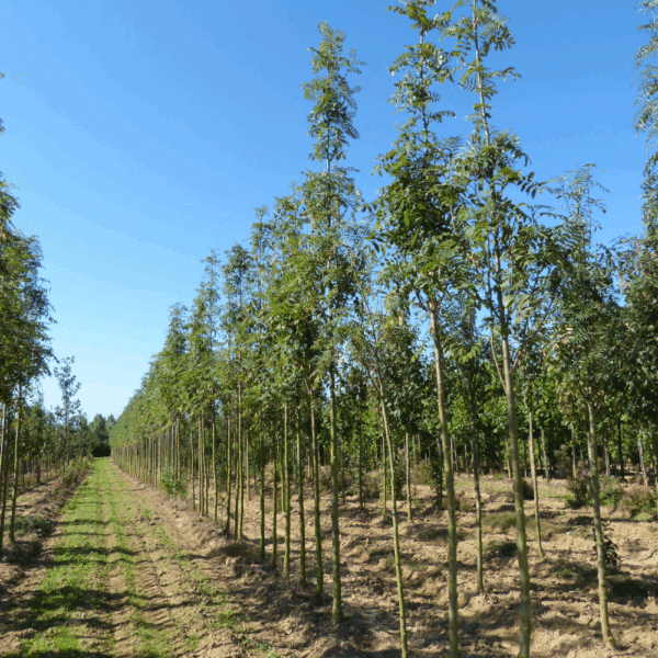 SORBUS aucuparia 'Fastigiata' – Image 5