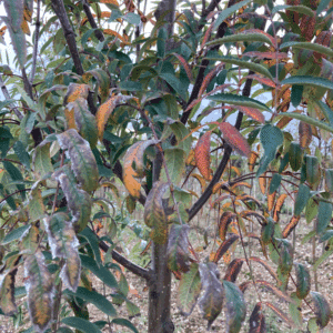 SORBUS aucuparia 'Fastigiata'