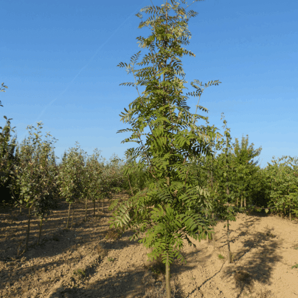 SORBUS aucuparia 'Fastigiata' – Image 3