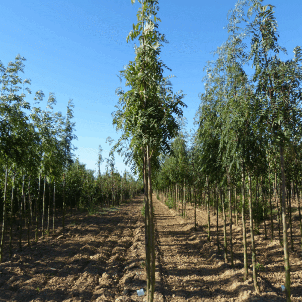 SORBUS aucuparia 'Fastigiata' – Image 4