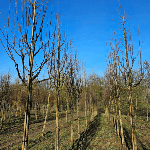 SORBUS aucuparia 'Wettra' – Image 2
