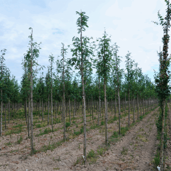 SORBUS aucuparia 'Wettra' – Image 6