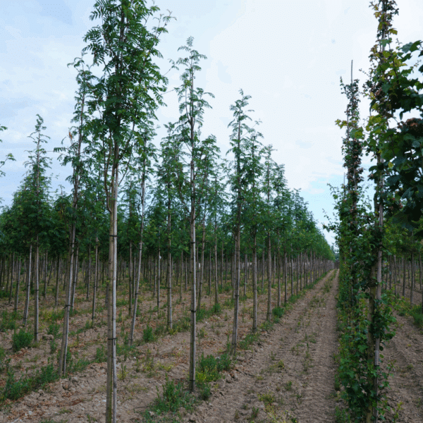 SORBUS aucuparia 'Wettra'