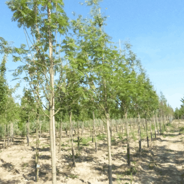 SORBUS aucuparia 'Wettra' – Image 5