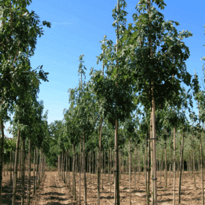 SORBUS domestica