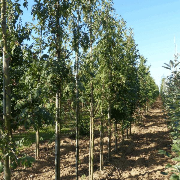 SORBUS domestica – Image 2