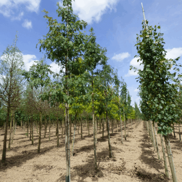 SORBUS domestica – Image 3