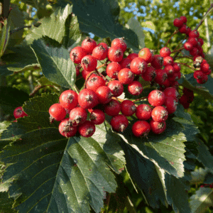 SORBUS intermedia