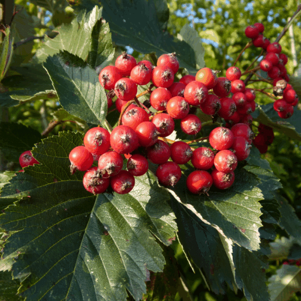 SORBUS intermedia