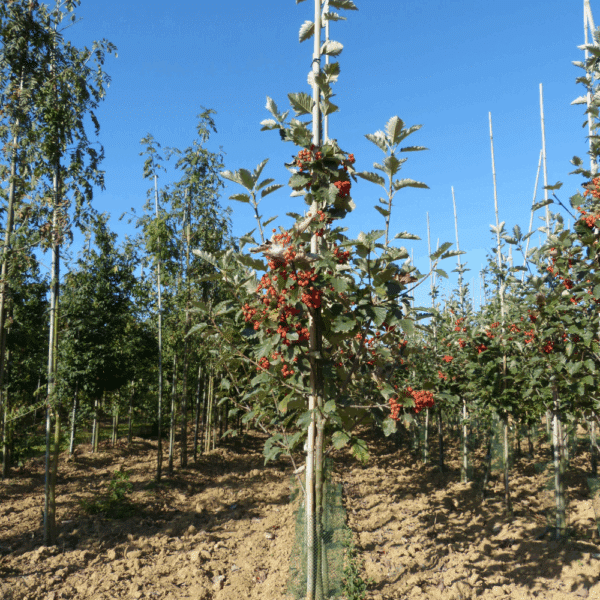 SORBUS intermedia – Image 6