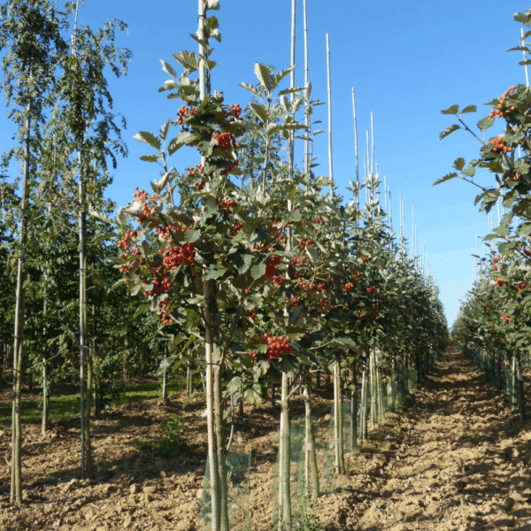 SORBUS intermedia – Image 2