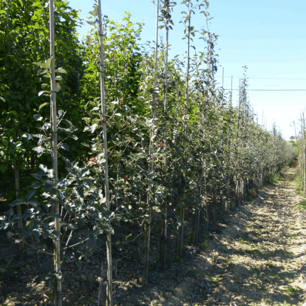 SORBUS intermedia – Image 4