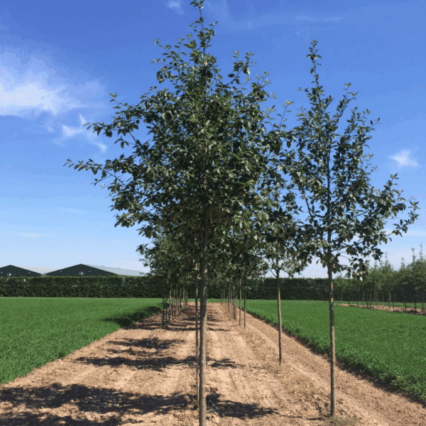 SORBUS intermedia – Image 5