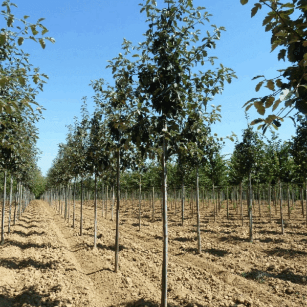 SORBUS intermedia – Image 3