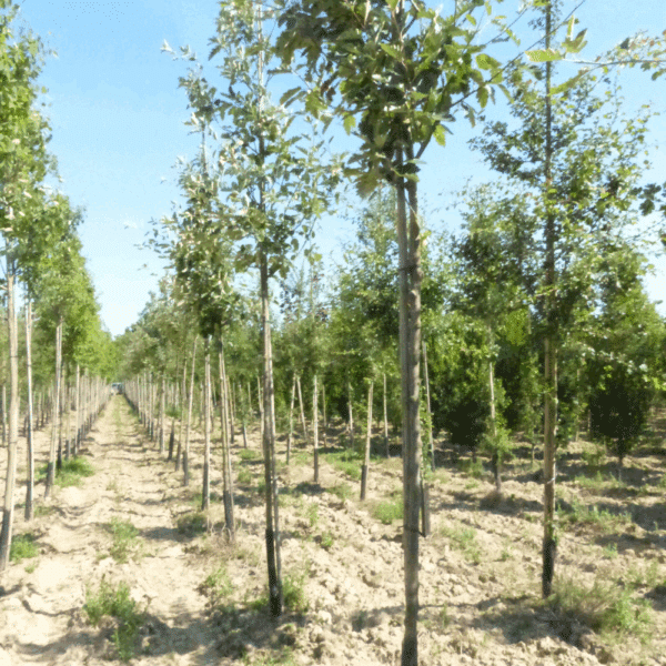 SORBUS intermedia 'Brouwers' – Image 2