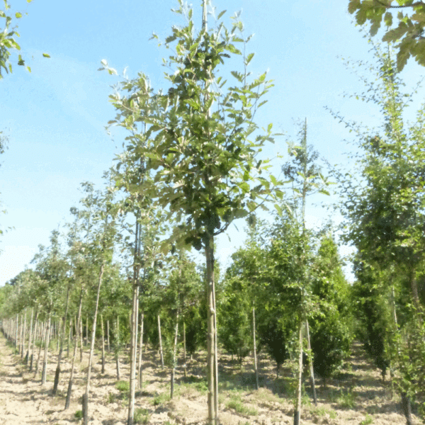 SORBUS intermedia 'Brouwers' – Image 3