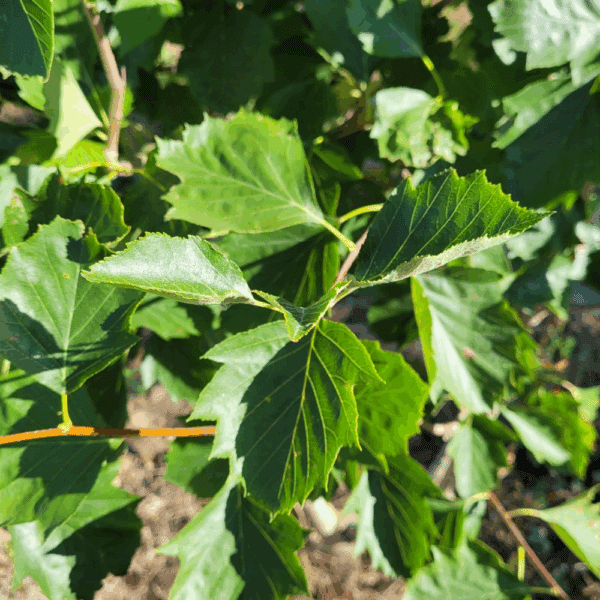 SORBUS torminalis – Image 2
