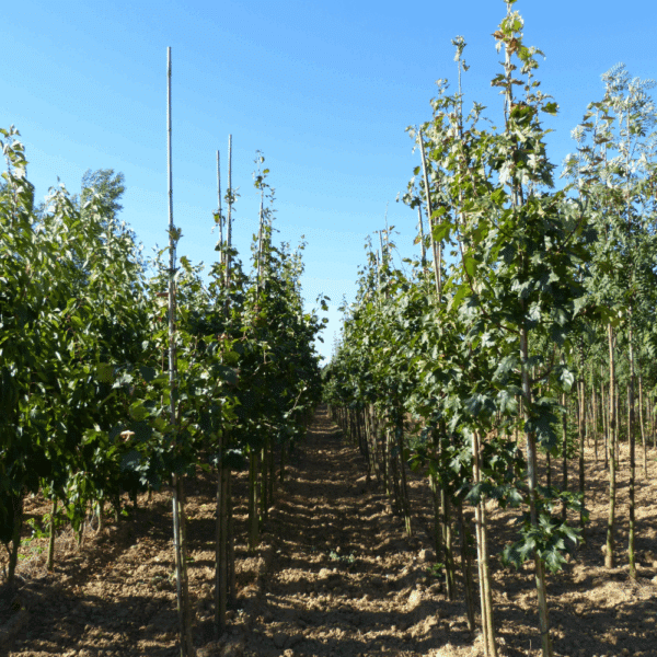 SORBUS torminalis – Image 6