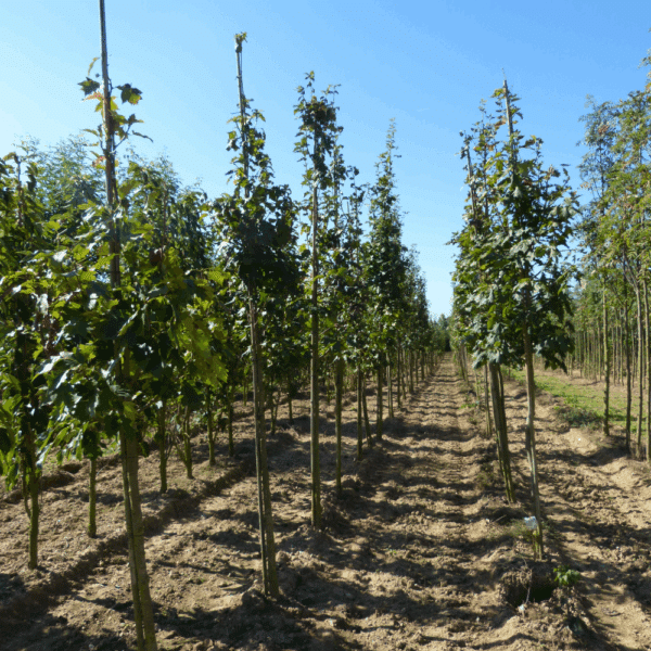 SORBUS torminalis – Image 3