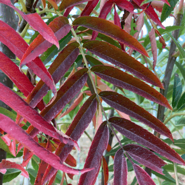 SORBUS ulleungensis 'Dodong' – Image 4