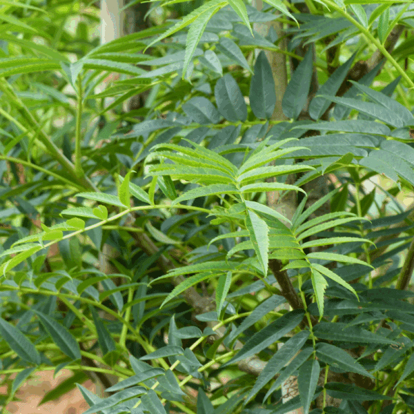 SORBUS ulleungensis 'Dodong' – Image 2