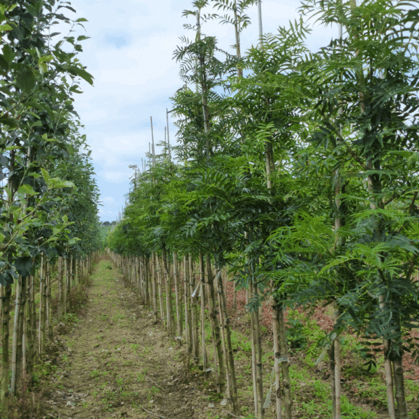 SORBUS ulleungensis 'Dodong' – Image 3