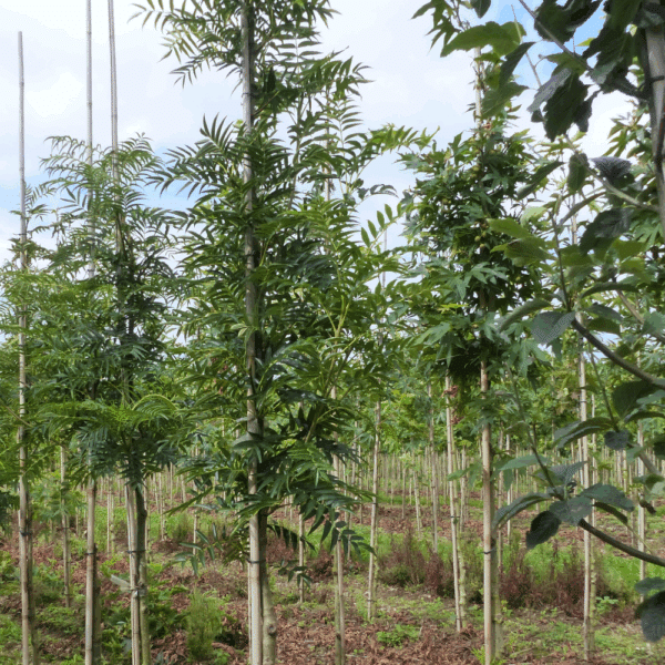 SORBUS ulleungensis 'Dodong' – Image 5