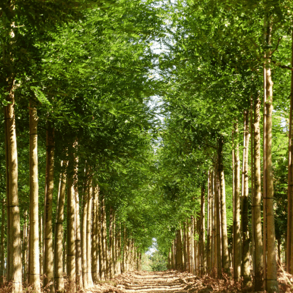 STYPHNOLOBIUM japonicum