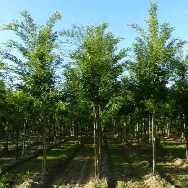 STYPHNOLOBIUM japonicum – Image 2