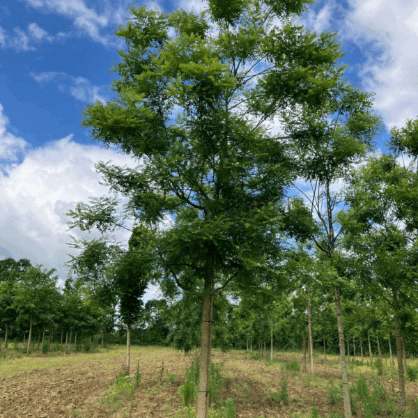 STYPHNOLOBIUM japonicum – Image 6