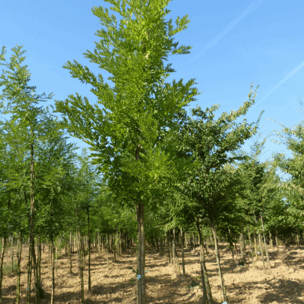 STYPHNOLOBIUM japonicum 'Fastigiata' – Image 3