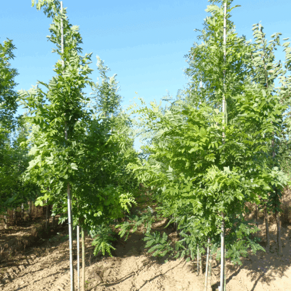 STYPHNOLOBIUM japonicum 'Fastigiata' – Image 5