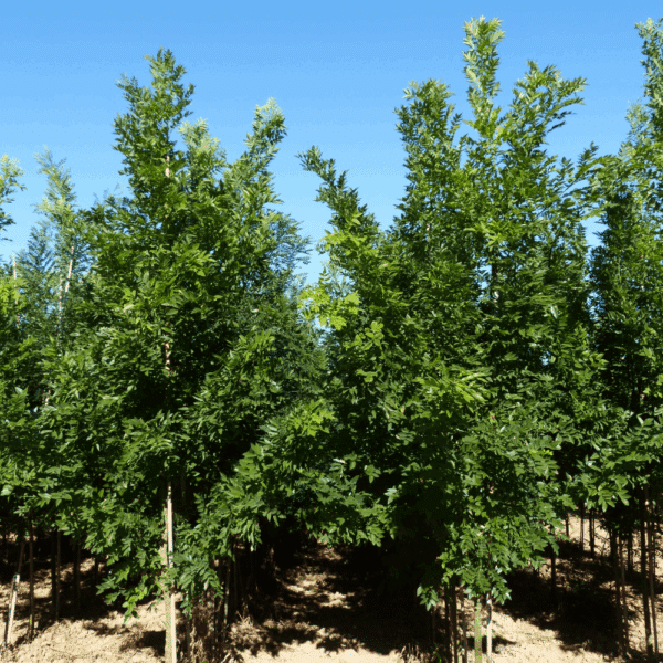 STYPHNOLOBIUM japonicum 'Fastigiata' – Image 4