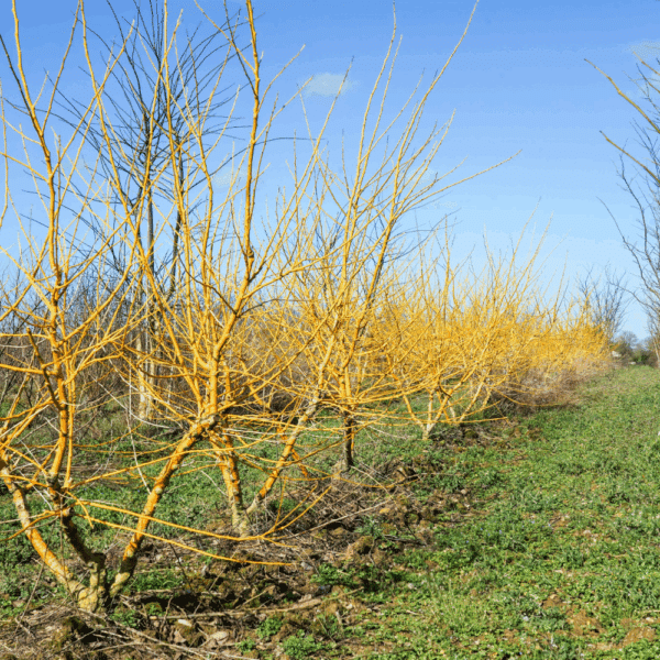 STYPHNOLOBIUM japonicum 'Gold Standard' – Image 6
