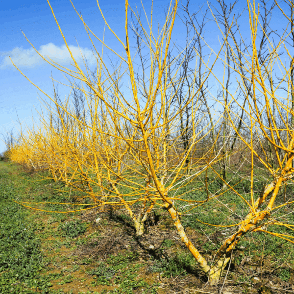 STYPHNOLOBIUM japonicum 'Gold Standard' – Image 2