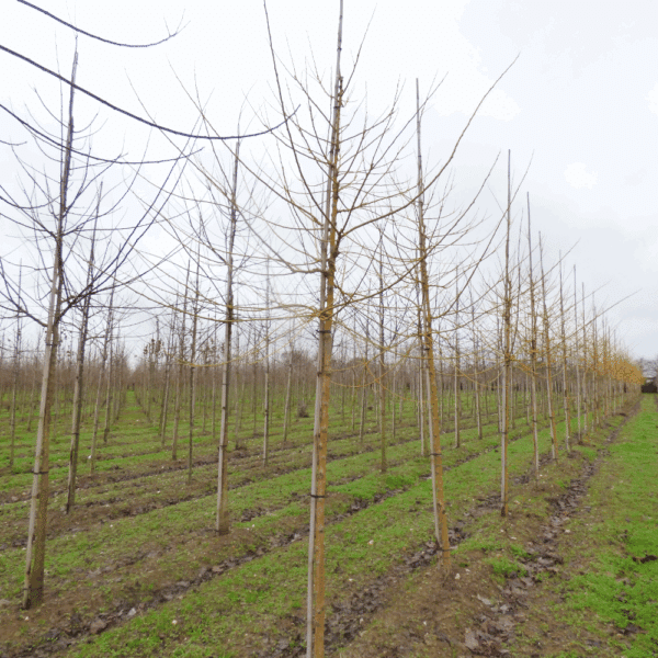 STYPHNOLOBIUM japonicum 'Gold Standard' – Image 5