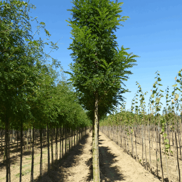 STYPHNOLOBIUM japonicum 'Gold Standard' – Image 4