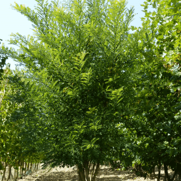 STYPHNOLOBIUM japonicum 'Gold Standard' – Image 7
