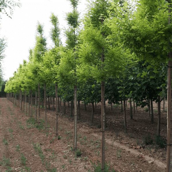 STYPHNOLOBIUM japonicum 'Gold Standard' – Image 3