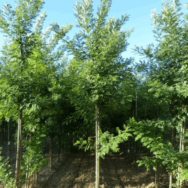 STYPHNOLOBIUM japonicum 'Korolkowi' – Image 5