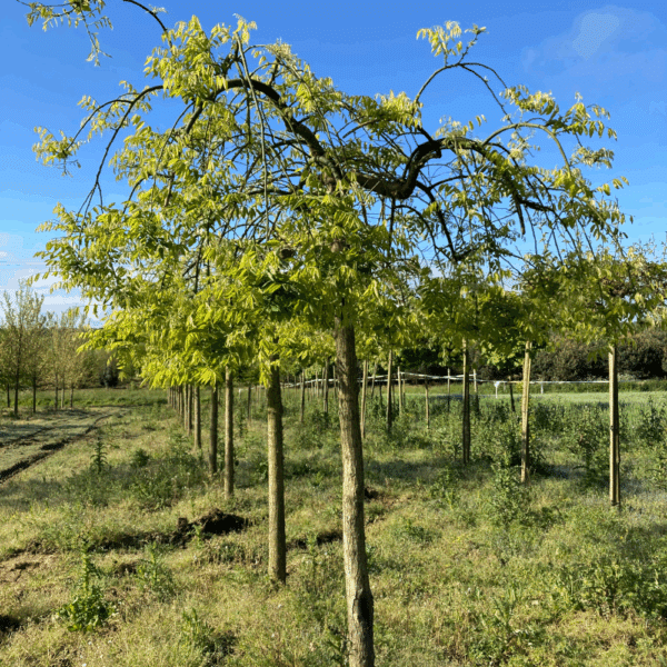 STYPHNOLOBIUM japonicum 'Pendula' – Image 3