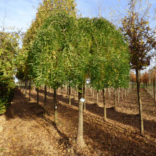 STYPHNOLOBIUM japonicum 'Pendula' – Image 2