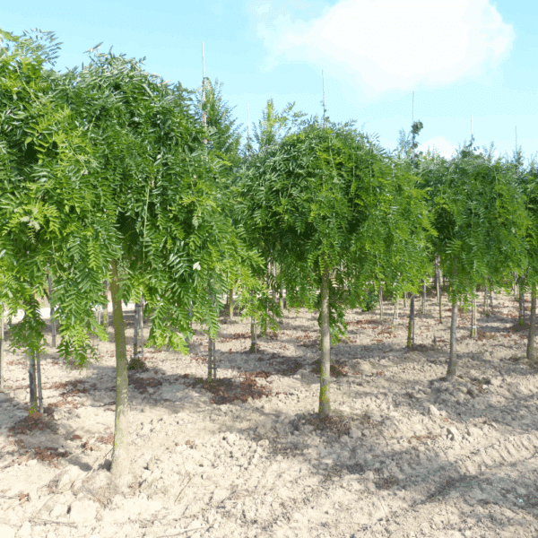 STYPHNOLOBIUM japonicum 'Pendula' – Image 4
