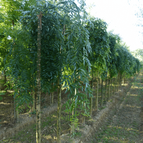 STYPHNOLOBIUM japonicum 'Pendula' – Image 6