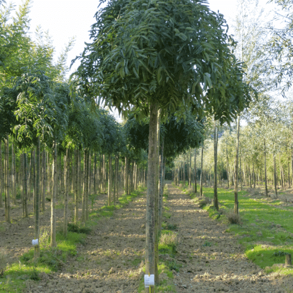 STYPHNOLOBIUM japonicum 'Pendula' – Image 5