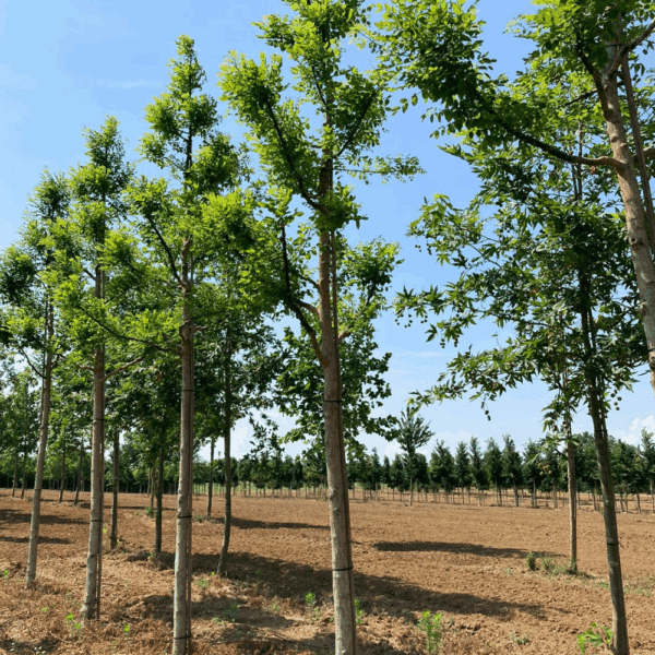 STYPHNOLOBIUM japonicum 'Regent' – Image 2