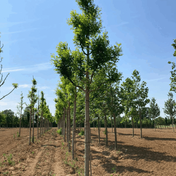 STYPHNOLOBIUM japonicum 'Regent' – Image 6